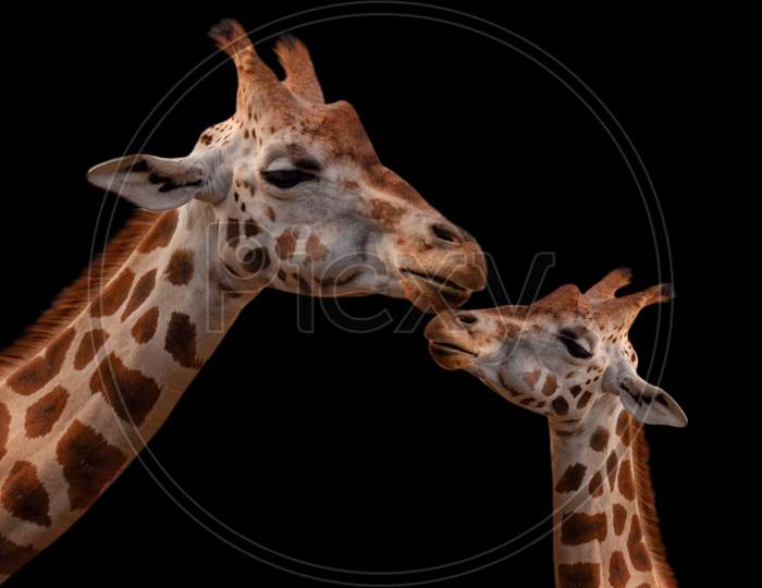 Mother And Baby Giraffe Beautiful Relationship On The Black Background