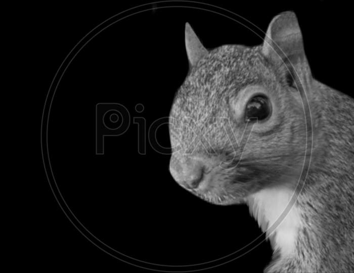 Cute Little Squirrel Face On The Black Background