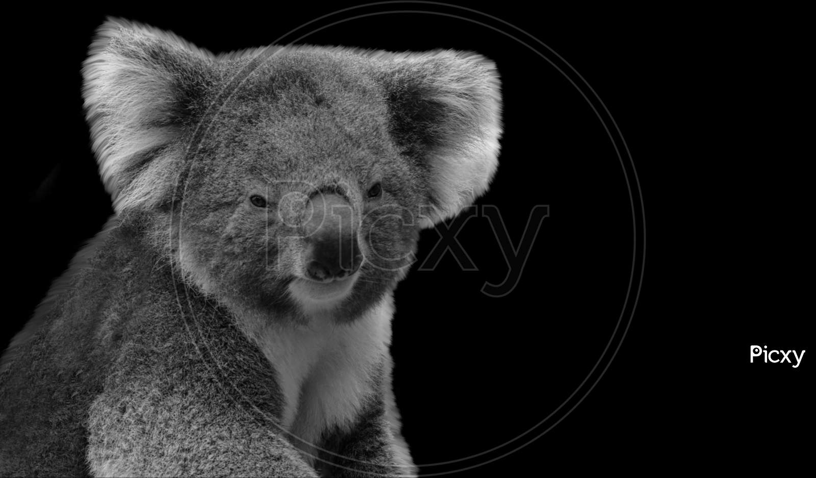 Very Cute Koala Sitting On The Black Background