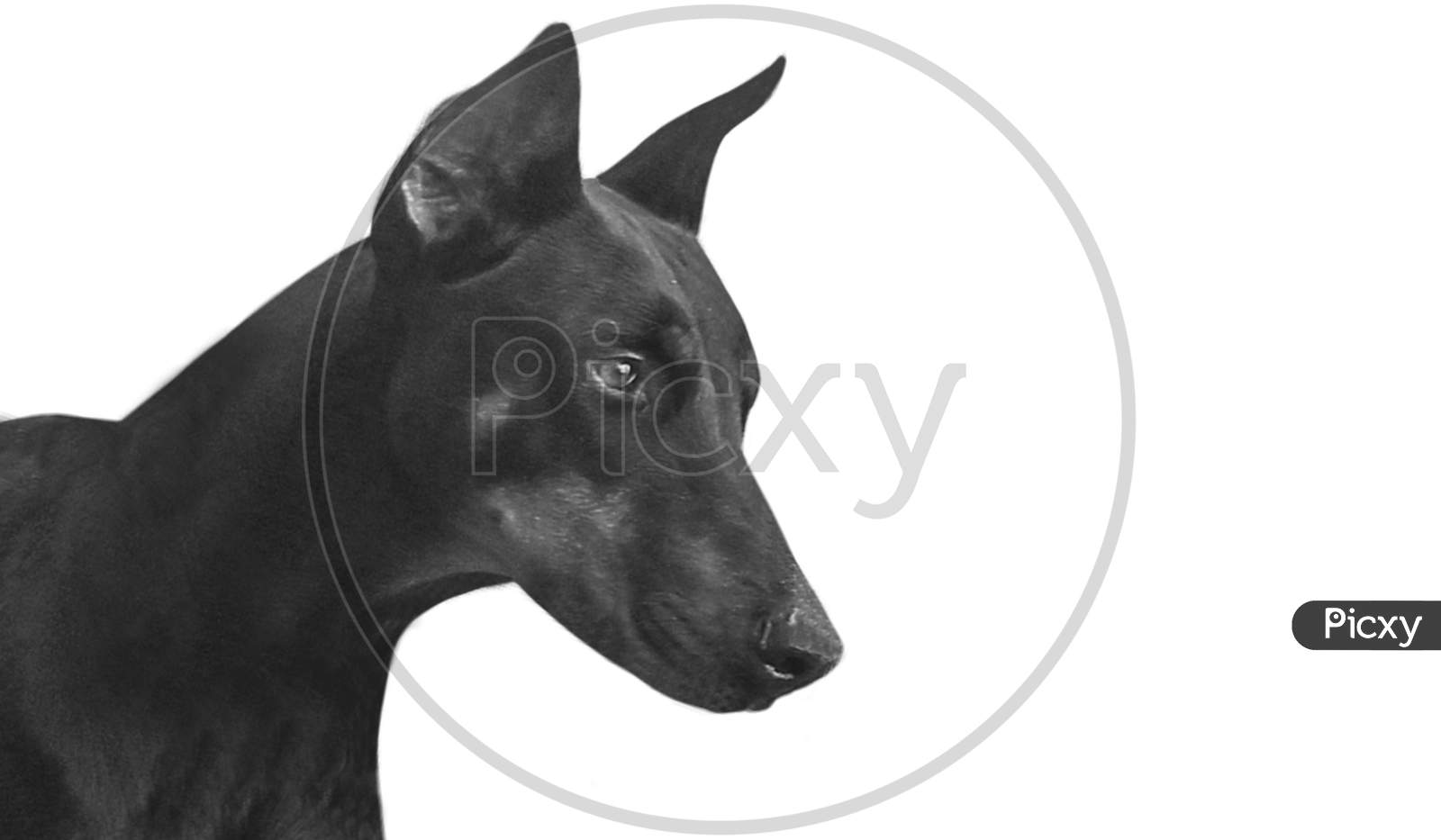 Strong Dobermann Dog Face On The White Background