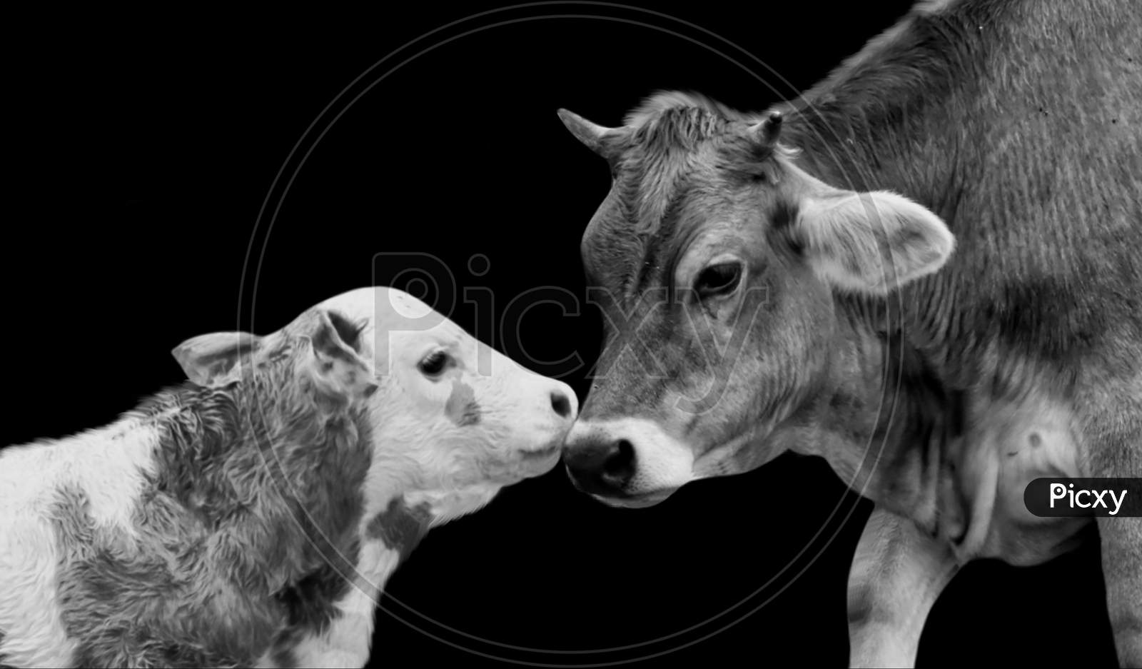 Mother Cow And Baby Calf Portrait On The Black Background