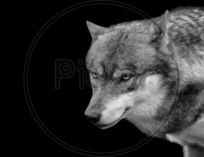 Black And White Wolf Aggressive Face On The Black Background