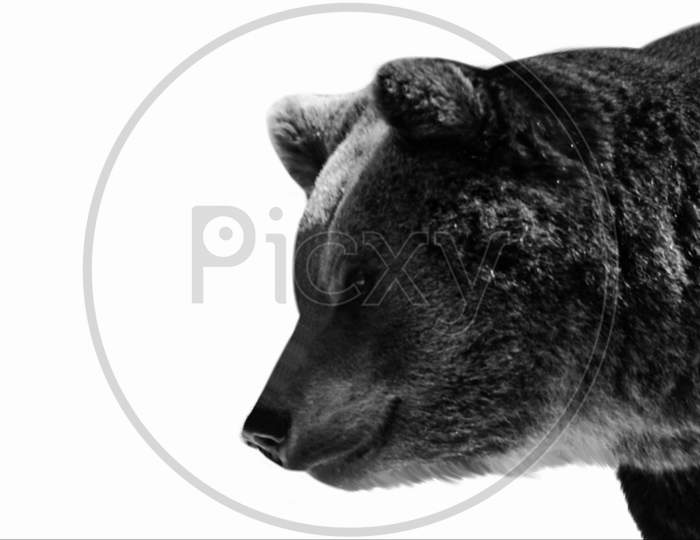 Black And White Bear Isolated On The White Background