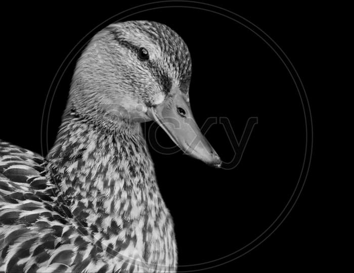 Cute Spotted Duck Portrait On The Black Background