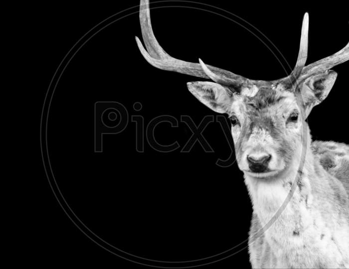 Beautiful Big Antlers Deer Portrait On The Black Background