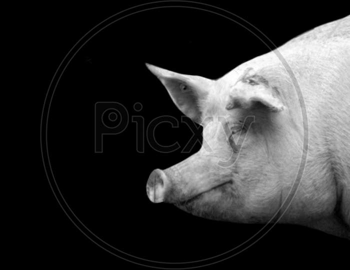 White Pig Portrait Face On The Black Background