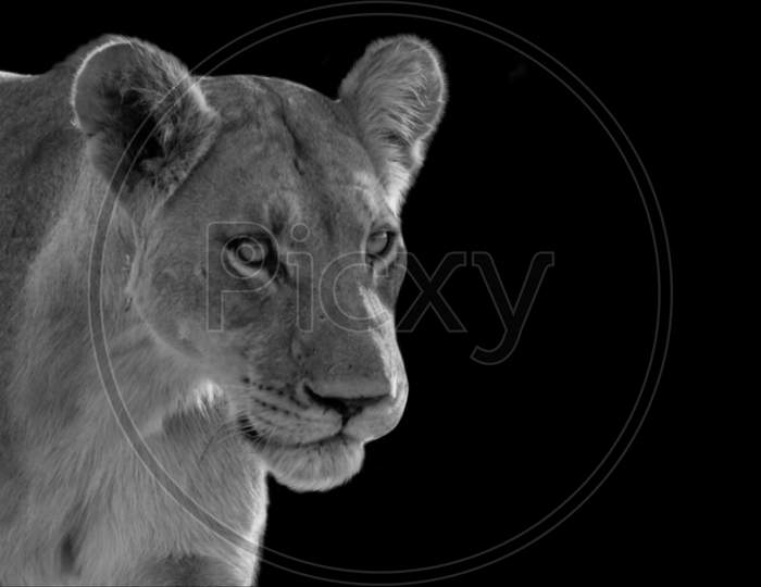 Dangerous Female Lion Portrait In The Black Background