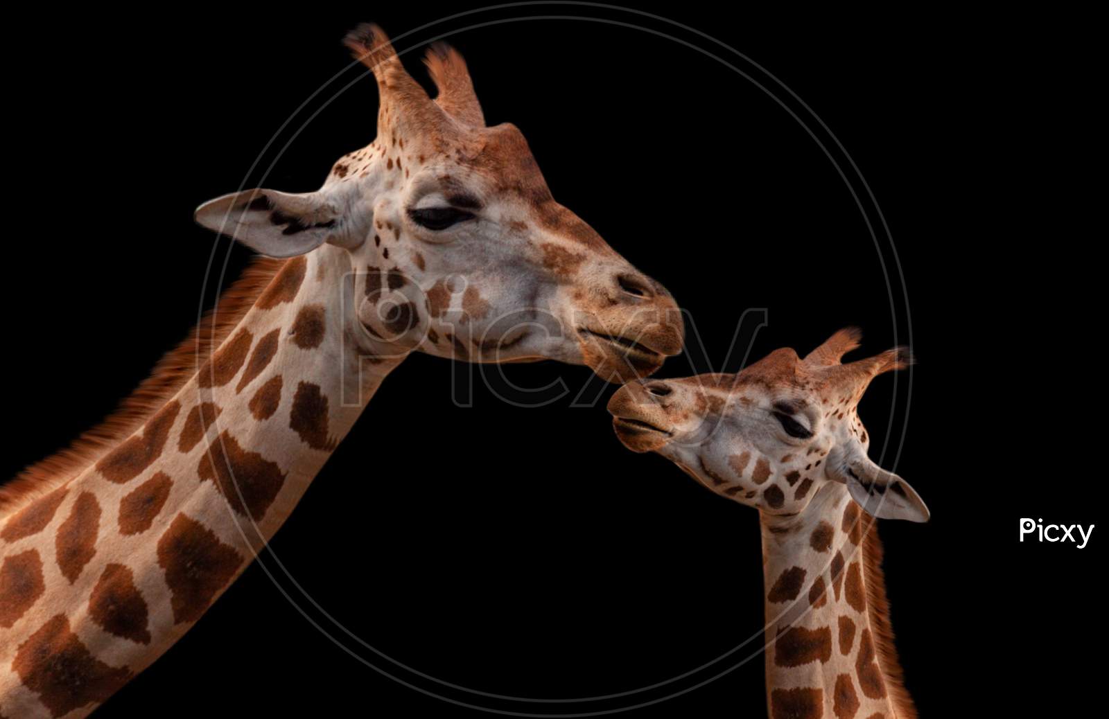 Mother And Baby Giraffe Beautiful Relationship On The Black Background