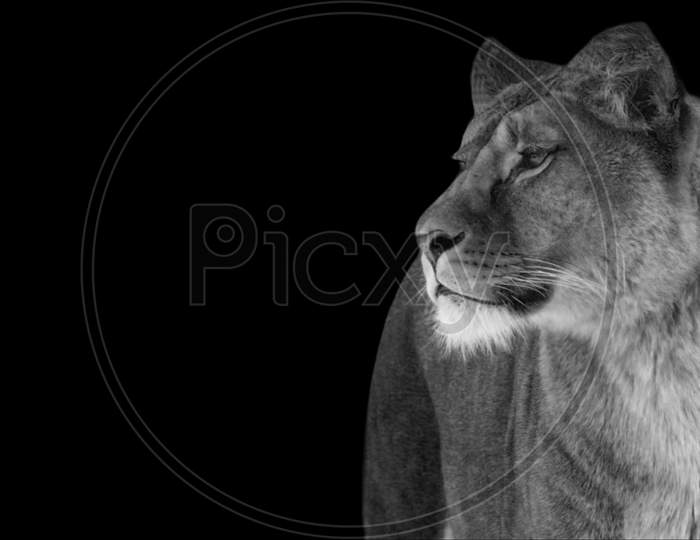 Female Lion Portrait On The Black Background