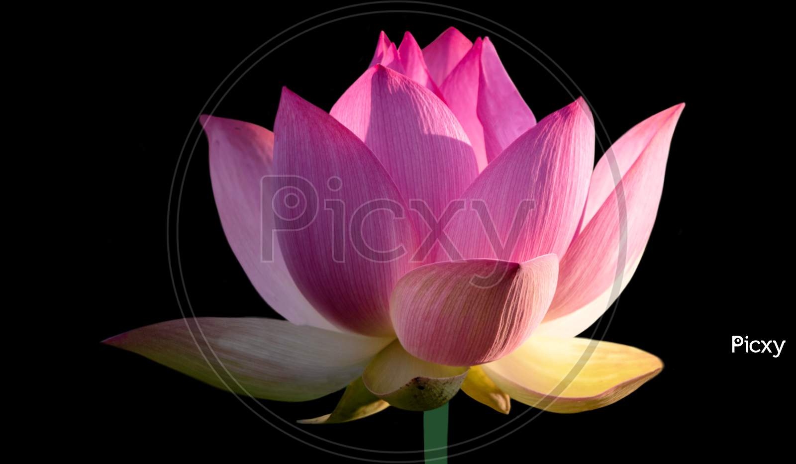 Beautiful Lotus Or Waterlily On The Black Background