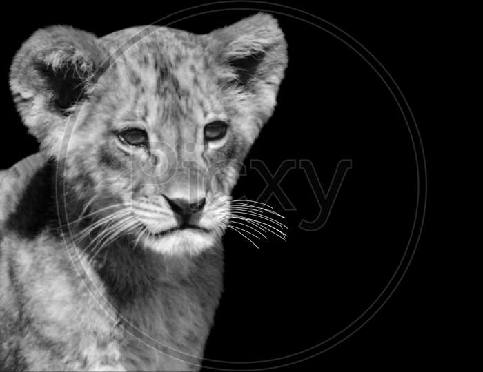 Cute Lion Cub Closeup Face On The Black Background