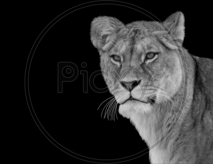 Aggressive Dangerous Lion Closeup On The Dark Background