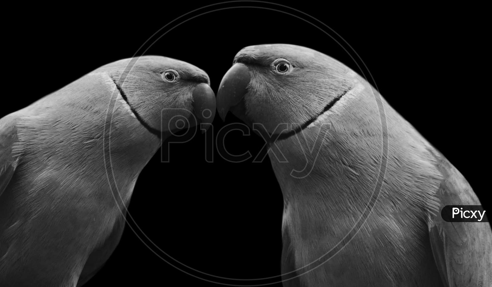 Two Couple Parrot Kissing On The Black Background