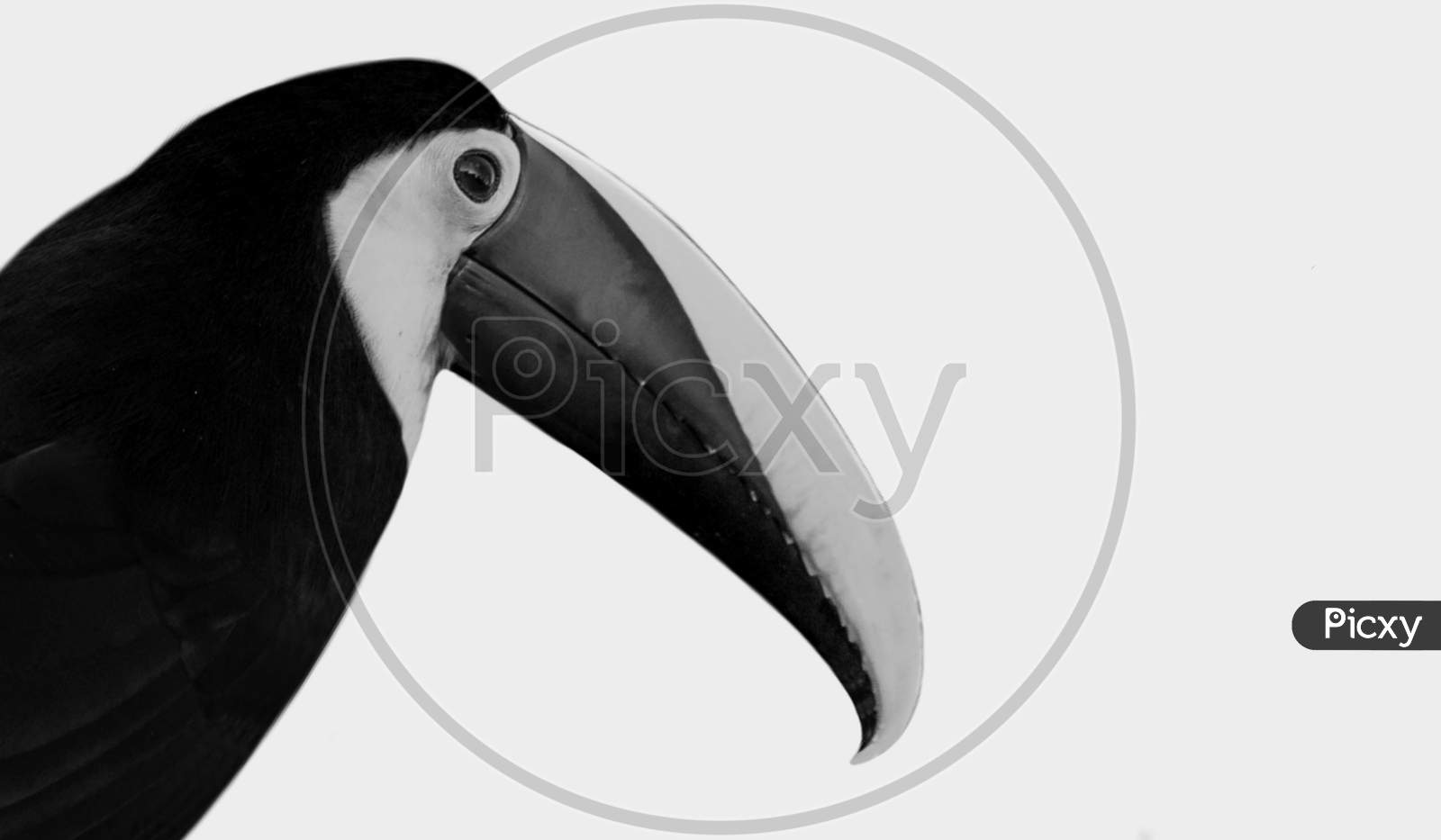 Black And White Choco Toucan Isolated On The White Background