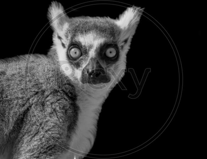 Lemur Portrait Face On The Dark Background