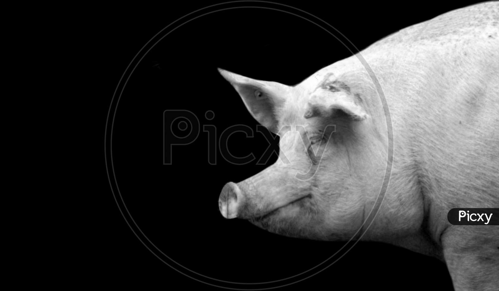 White Pig Portrait Face On The Black Background