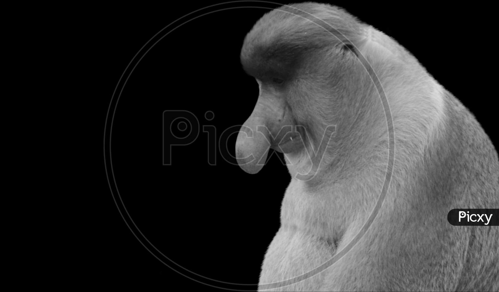 Proboscis Monkey Sitting On The Black Background