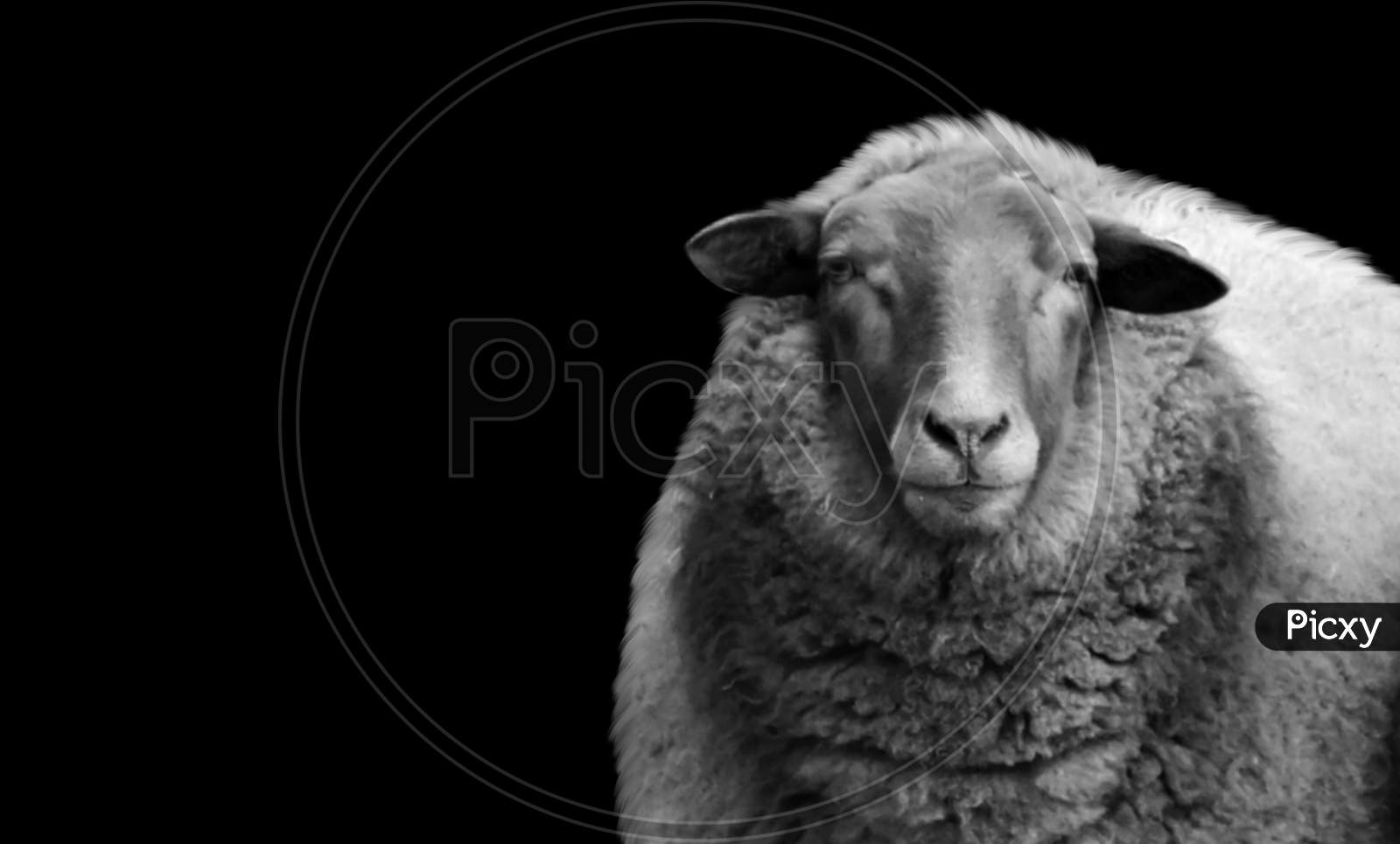 Black And White Woolly Sheep Portrait On The Dark Background