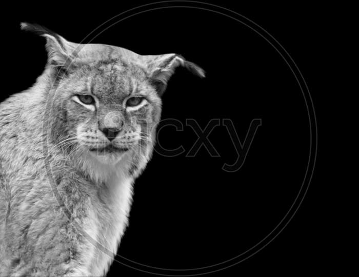 Black And White Lynx Portrait On The Black Background