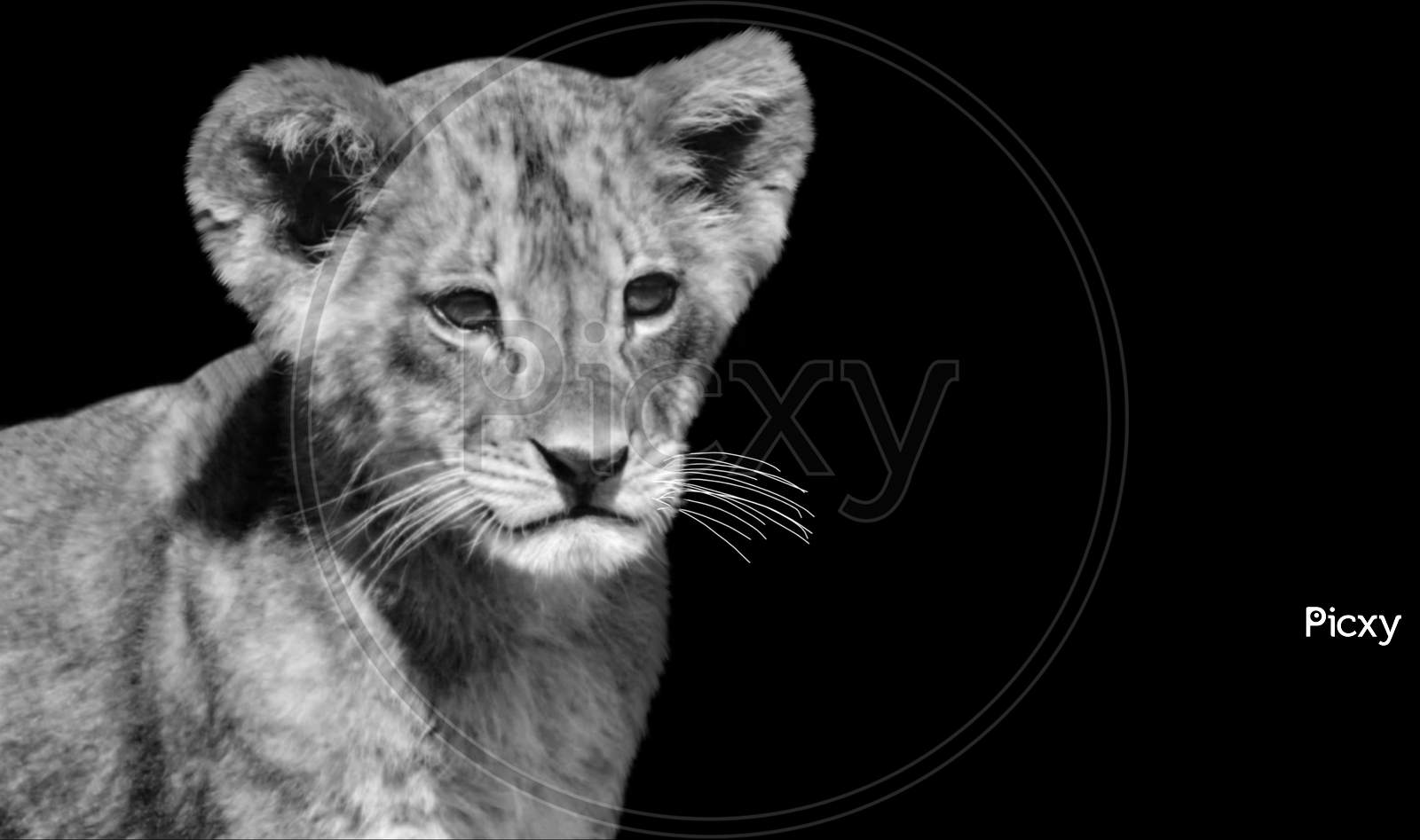 Cute Lion Cub Closeup Face On The Black Background