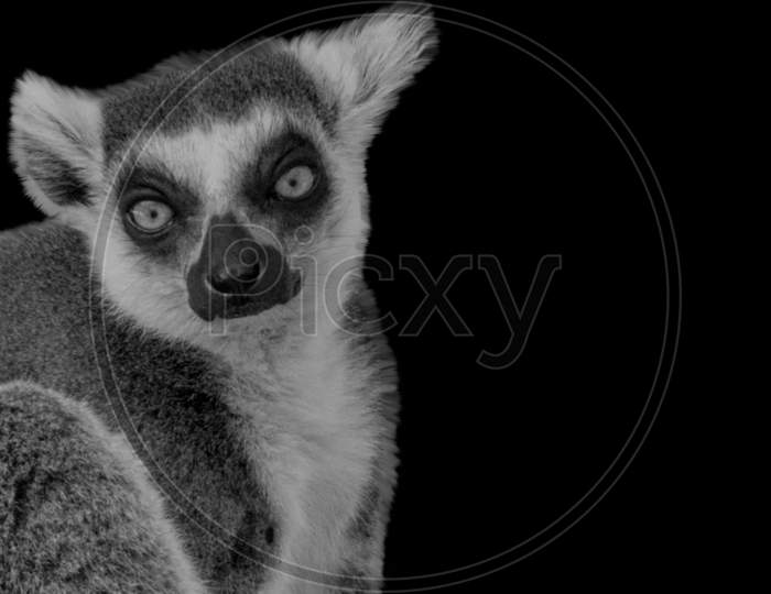 Cute Funny Black And White Lemur Face