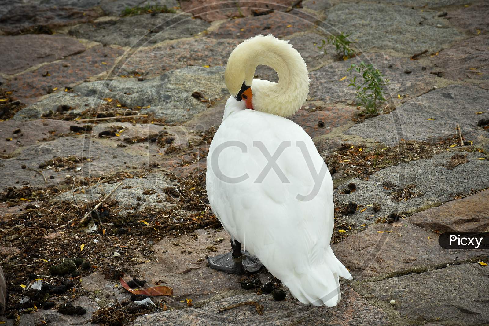 A White Duck Hiding Its Face While Standing On Ground