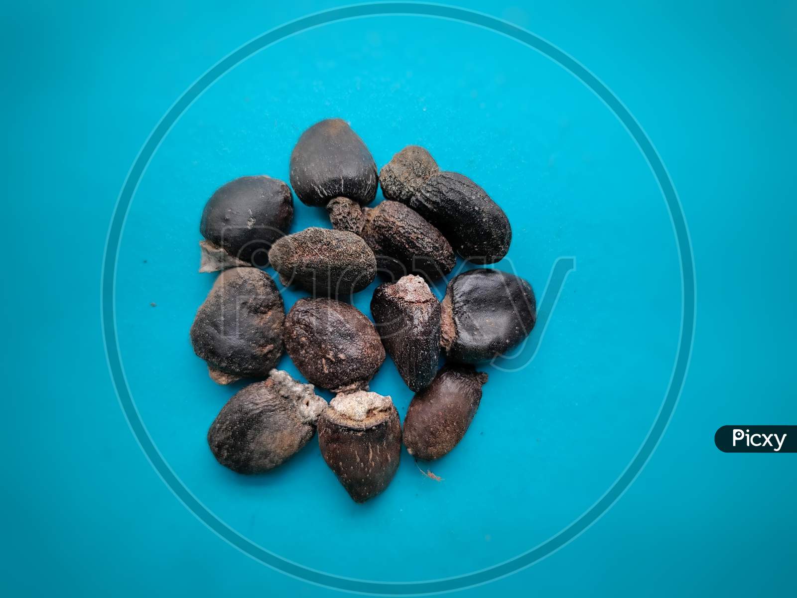 Semecarpus anacardium, commonly known as the marking nut tree, phobi nut tree and varnish tree is a medicinal plant commonly used in Ayurveda.Used for improving sexual power and increasing sperm count