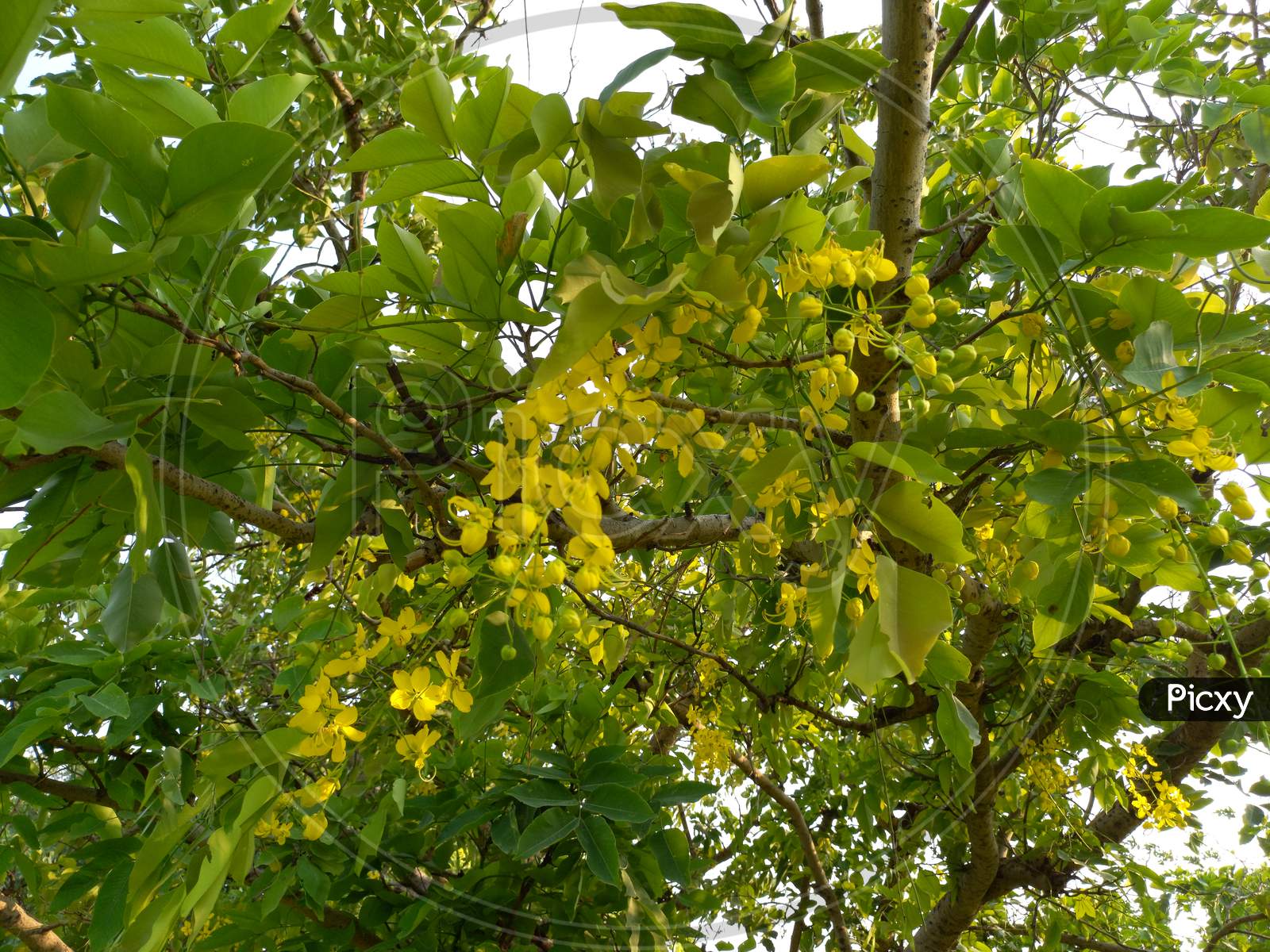 Buy SelpLine | Amaltas or Cassia fistula Live Plant Online at Lowest Price  Ever in India | Check Reviews & Ratings - Shop The World