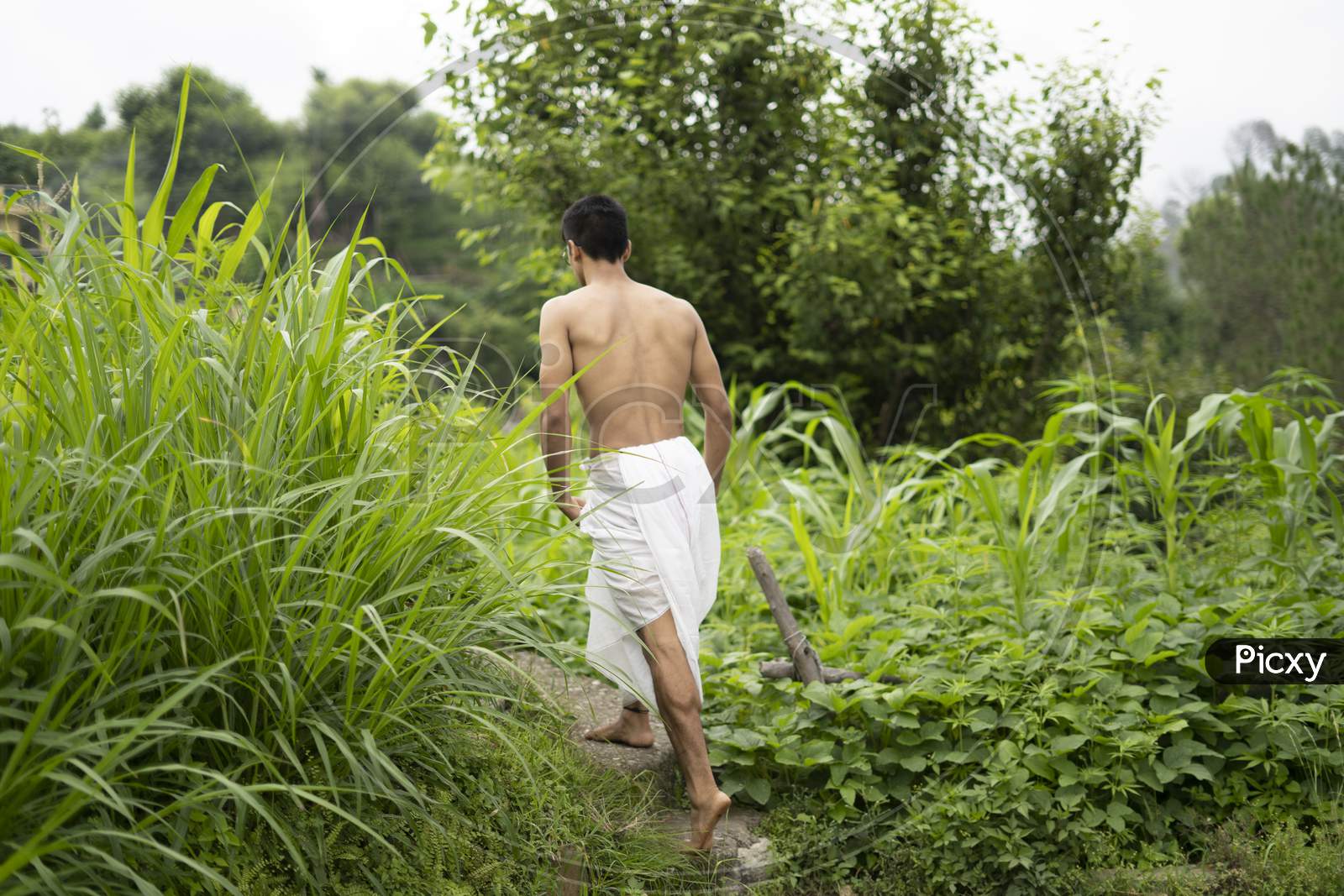 Young Indian Fit Boy, Walking On A Pathway Beside Crops In The Field. An Indian Priest Walking While Wearing White Dhoti. Indian Religious Man.