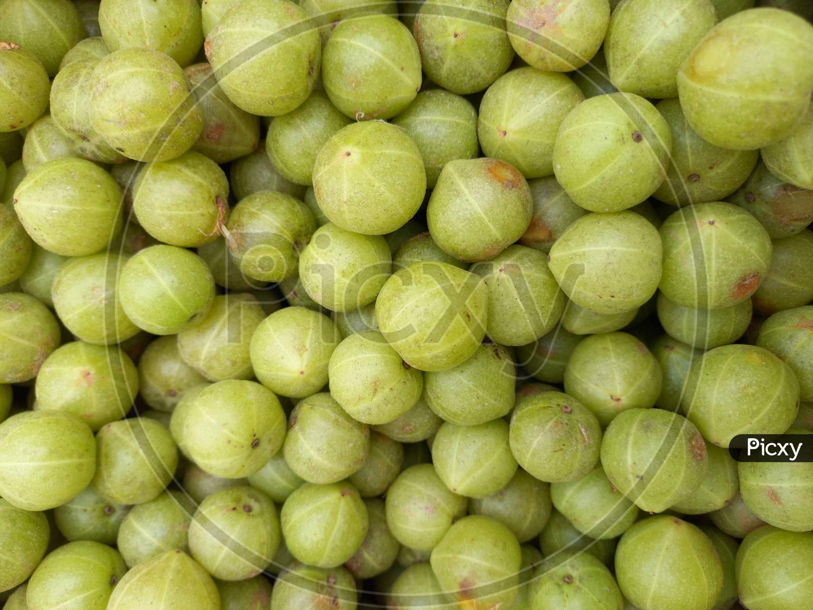 Close-up Gooseberry Berries Grow On Branch Stock Footage Video (100%  Royalty-free) 1107120603 | Shutterstock