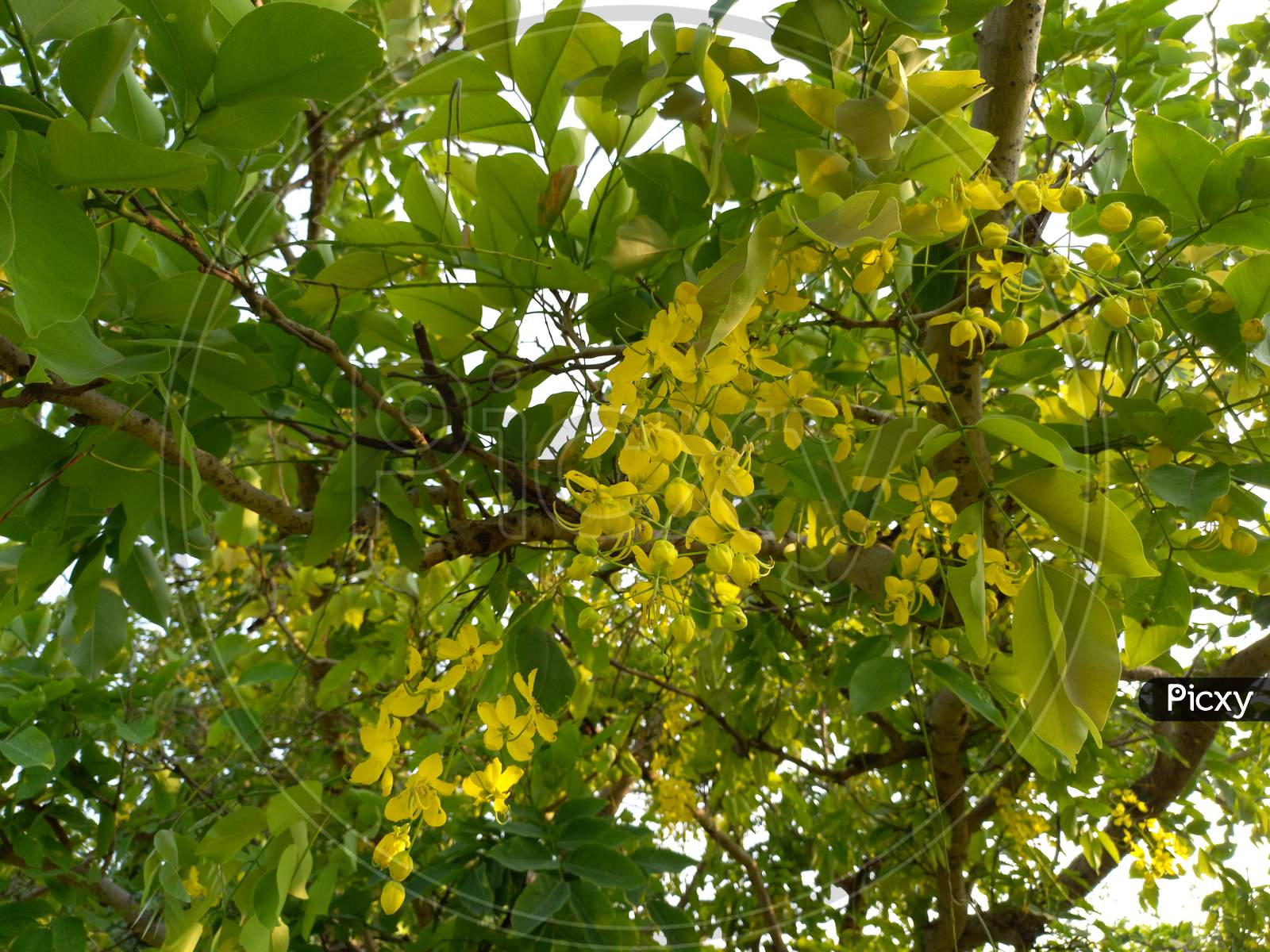 Amaltas | Indian garden, Outdoor flowers, Lilly garden