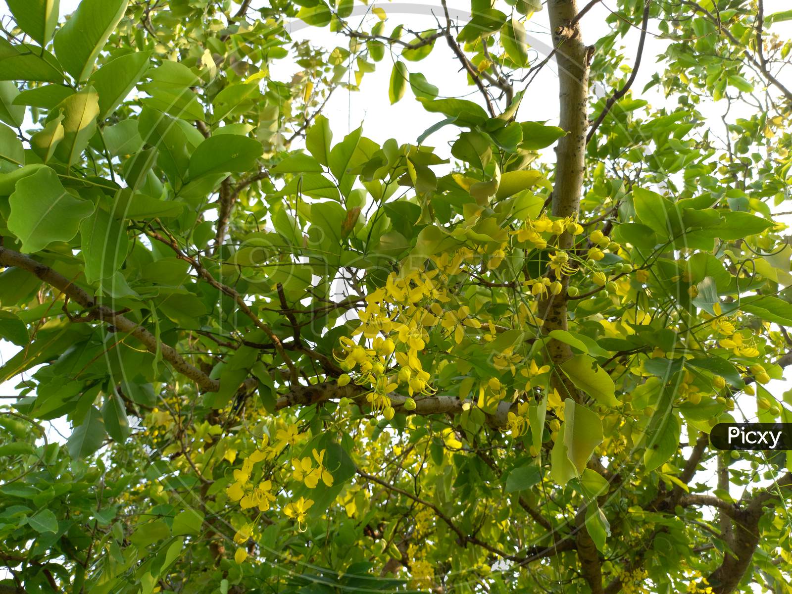 Delhiites Share Stunning Images Of 'Golden Bells' Blossoming In The City