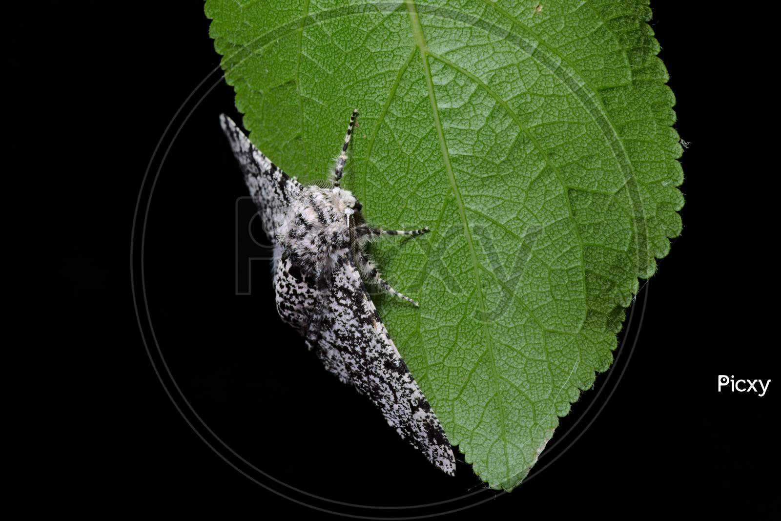 Detailed Macro Shows Body Patterning Of A Peppered Moth, And The Vein Structure Of A Deep Green Leaf.
