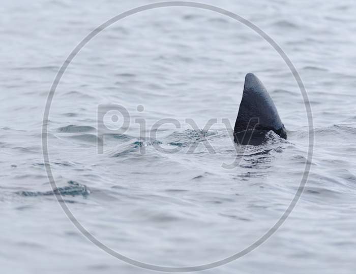 3 - Basking Shark Dorsal Fin Swims Away, Poking Above The Sea Water