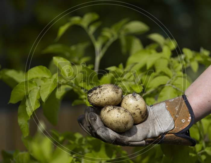 Bottom Of Image A Gloved Hand Shows Fresh Muddy Potatoes, Yellow