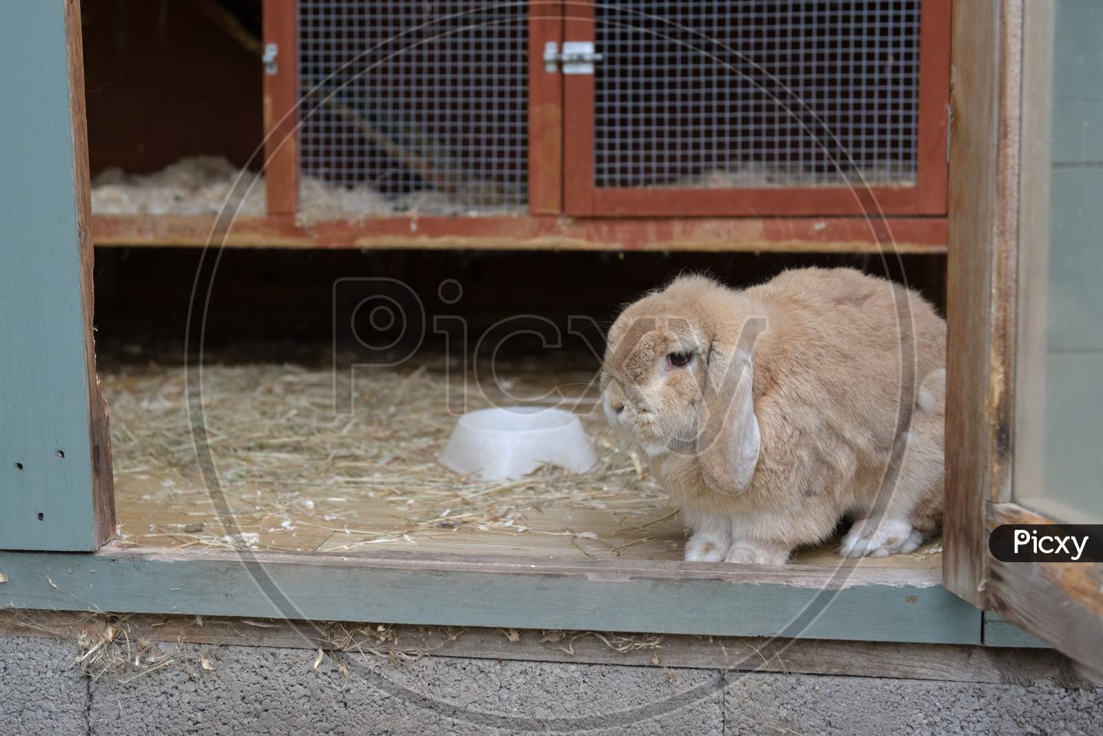 Mini lop rabbit hutch hotsell