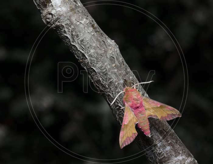 Small Elephant Hawk Moth Colors Pop As It Meets An Ant On A Grey And Brown Barked Branch.