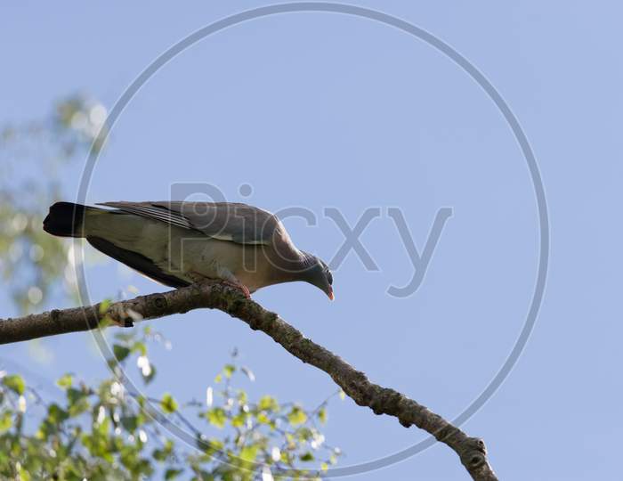 Bright Sunlight Key Lights This Long Wild Wood Pigeon On A Tree Branch