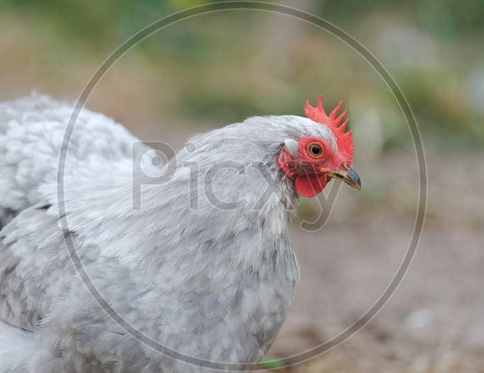 4 -Close Up Of Pet Grey Pekin Bantam Chickens Face Showing Colorful Red Comb And Wattle.