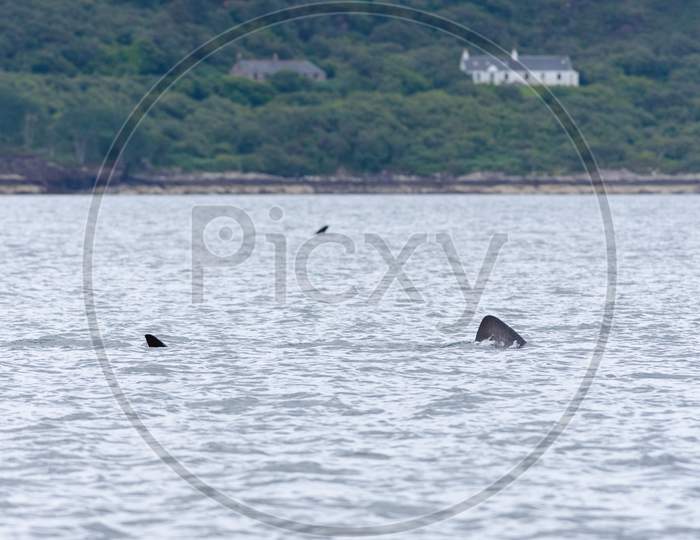 Two Basking Sharks Cross Paths Small Island Homes In The Background.
