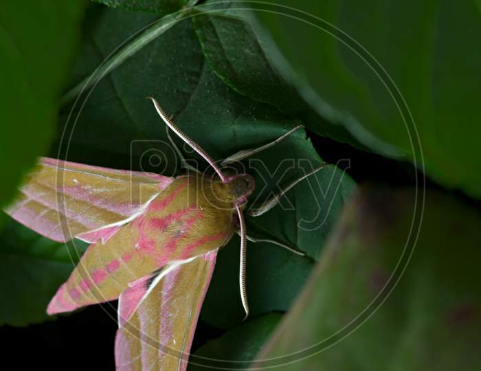 Large Colorful Elephant Hawk Moth Lit By Flash As It Hides Under Layers Of Leaves.