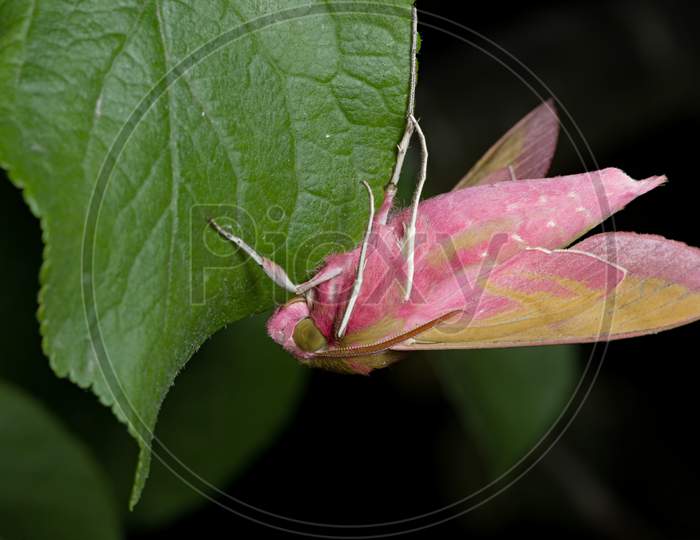 Close Up Underside Of A Small Elephant Hawk-Moth As It Hangs From A Deep Green Leaf.