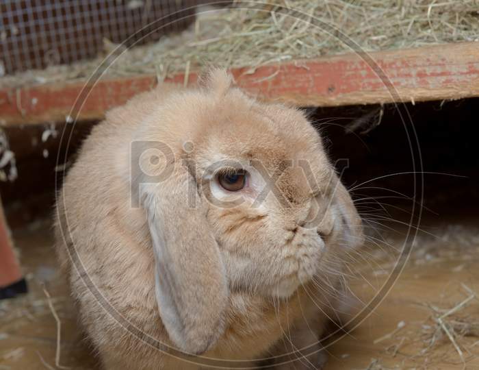 Pet Dwarf Lop Rabbit Turns Head To Look At Camera After Stepping Down From Hutch.