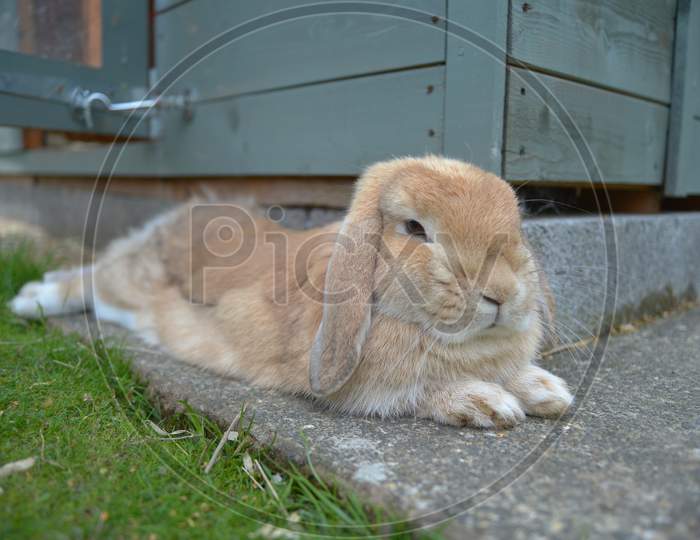 Sandy Orange Lop Rabbit Lies Relaxed On Stone Slab To Cool Off Next To Her Teal Shed.