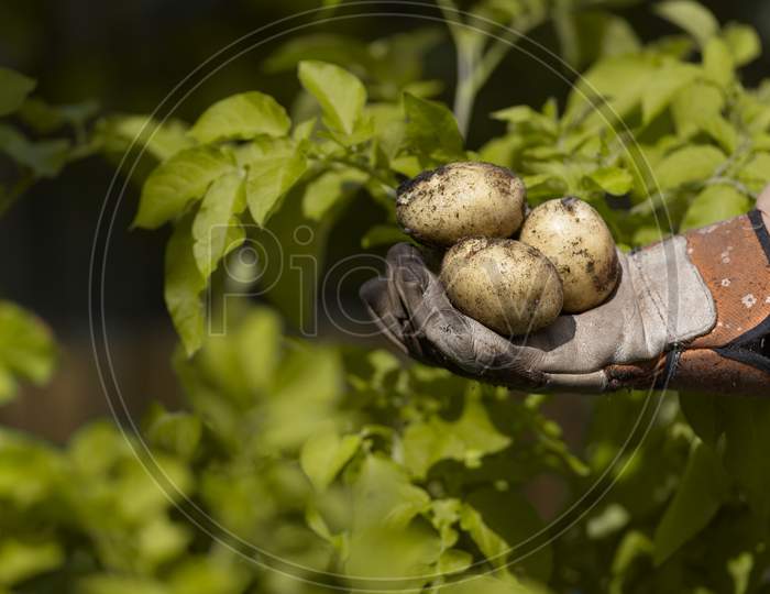 Gloved Hand Show A Variety Of Fresh Muddy Picked Home Grown Potatoes, Yellow