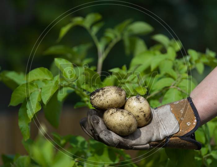 Bottom Of Image A Gloved Hand Shows Fresh Muddy Potatoes, Green