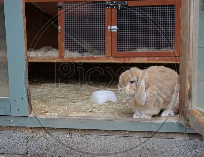Small Lop Ear Pet Rabbit Looks Out From Hutch Within A Shed.