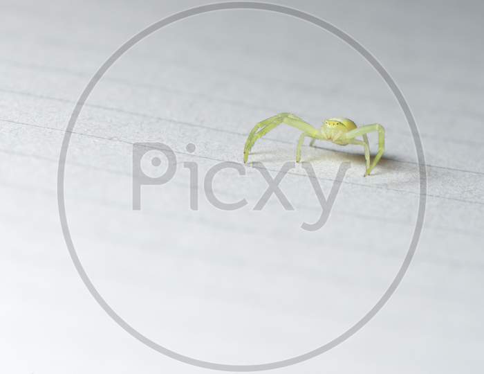 Black Footed Yellow Sac, Small Green Spider, On Lined Paper.