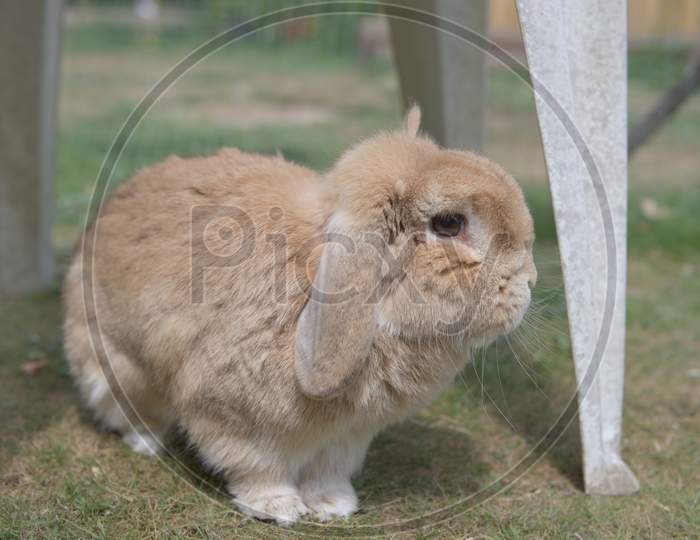 Very Cute Sandy Dwarf Lop Pet Rabbit Explores Garden Furniture Outdoors On Short Grass In Pen.