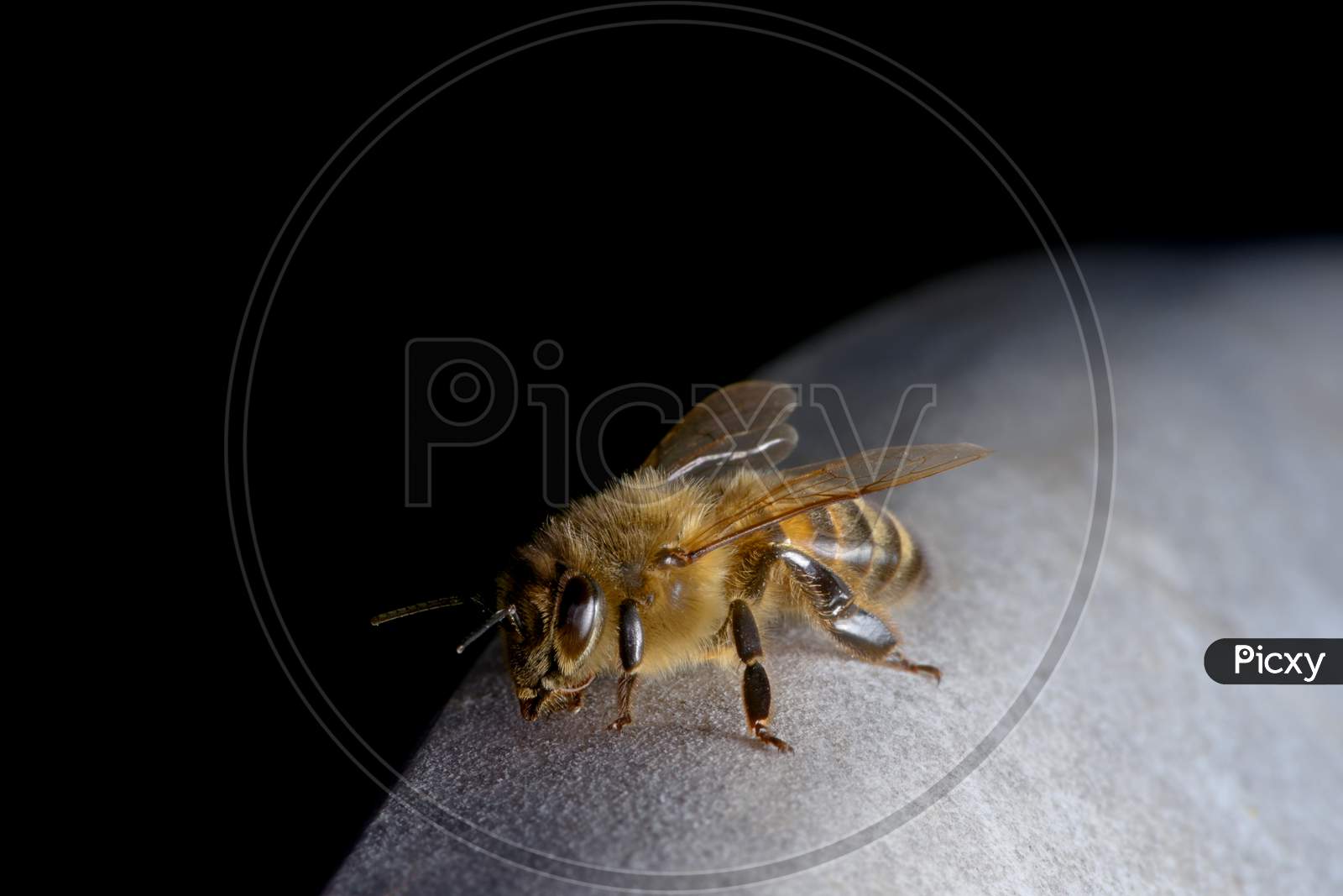 1 - Resting Honeybee